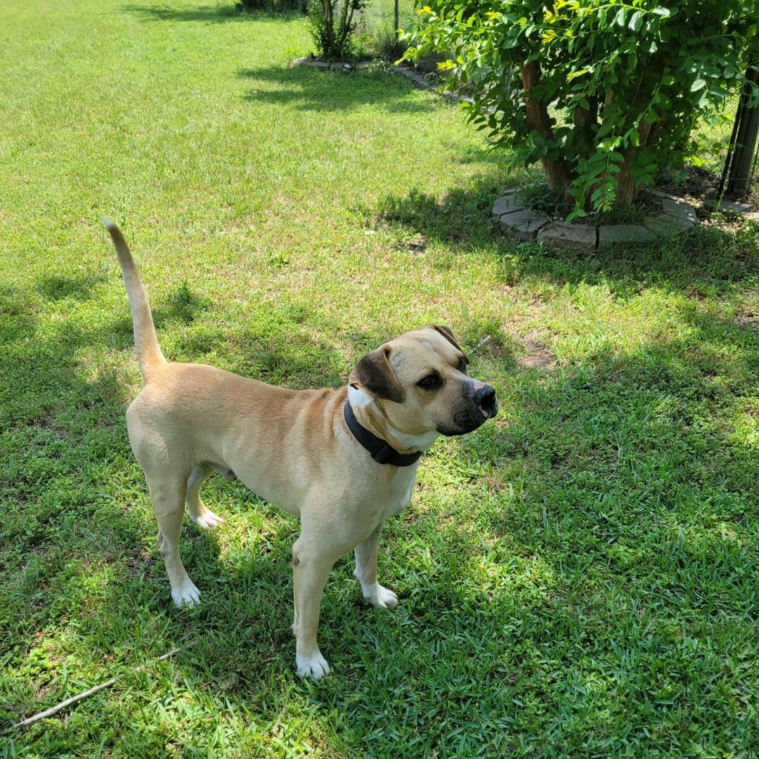 Enlarge Buddy, a Adoptable mixed breed in Brenham, TX image 2/8