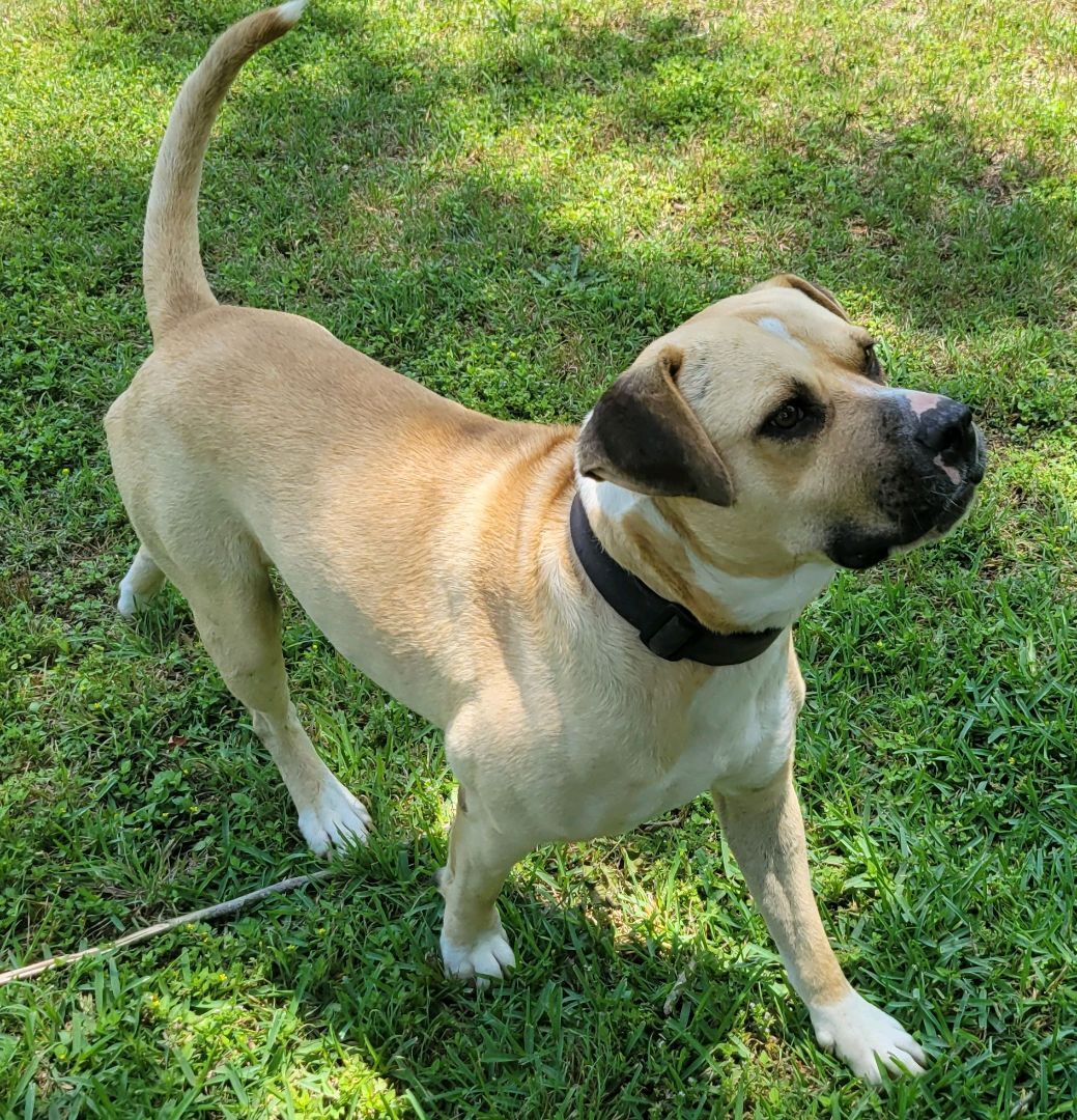 Enlarge Buddy, a Adoptable mixed breed in Brenham, TX image 3/8