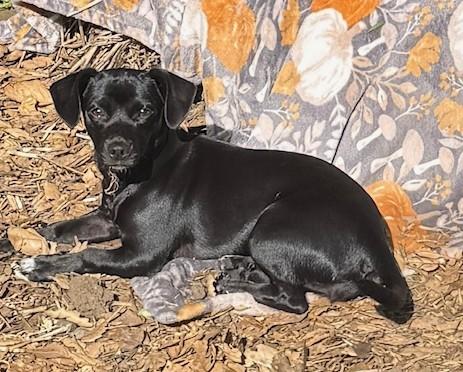 Cola, an adoptable Chihuahua in Santa Rosa, CA, 95404 | Photo Image 2