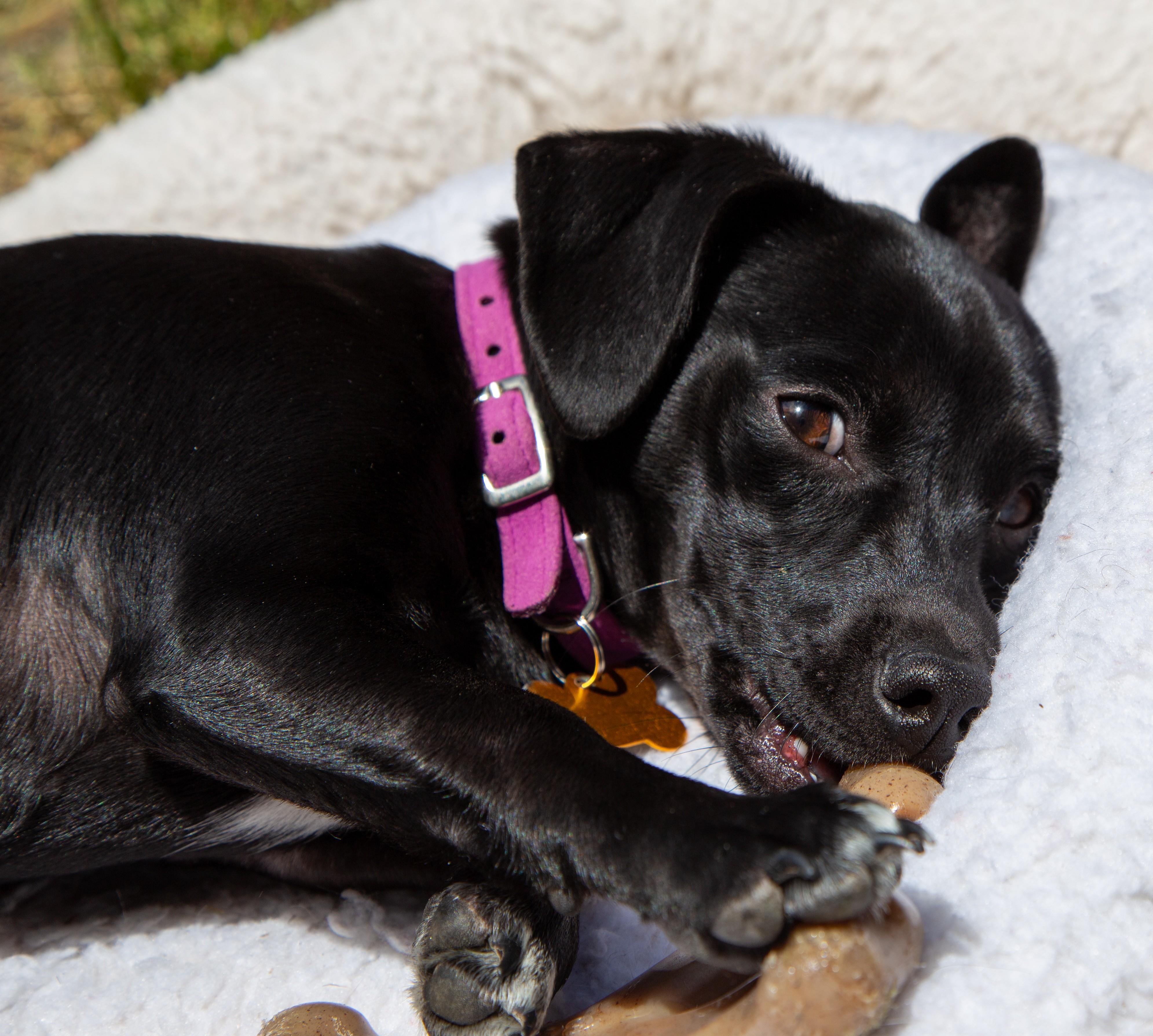 Cola, an adoptable Chihuahua in Santa Rosa, CA, 95404 | Photo Image 3