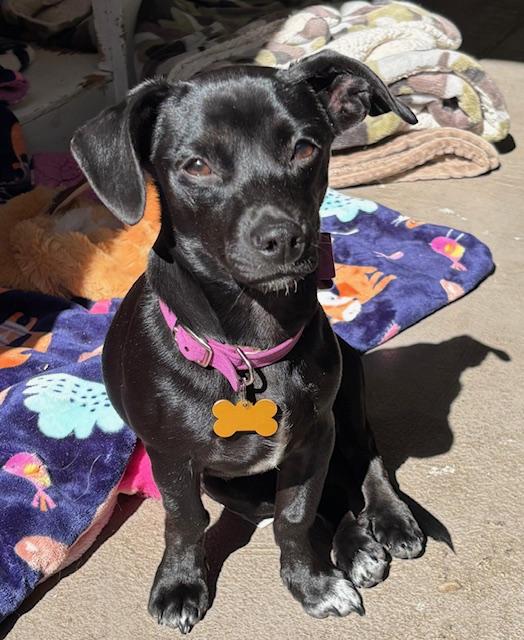 Cola, a Adoptable mixed breed in Santa Rosa, CA image 1/6