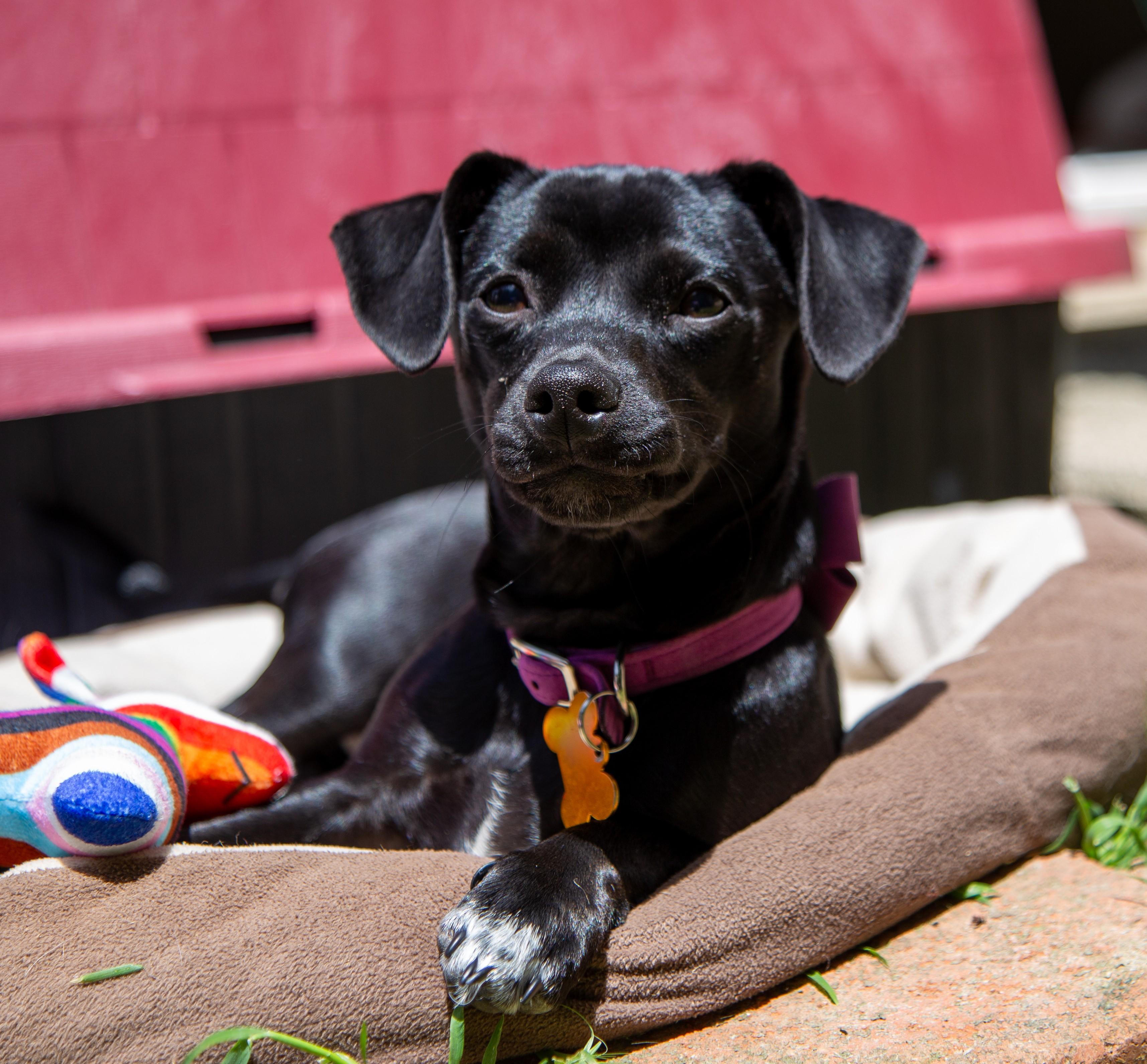 Cola, a Adoptable mixed breed in Santa Rosa, CA image 4/6