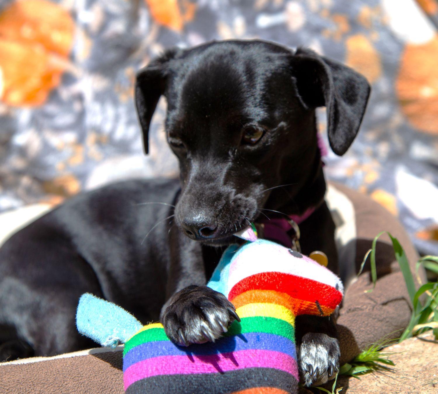 Cola, a Adoptable mixed breed in Santa Rosa, CA image 5/6