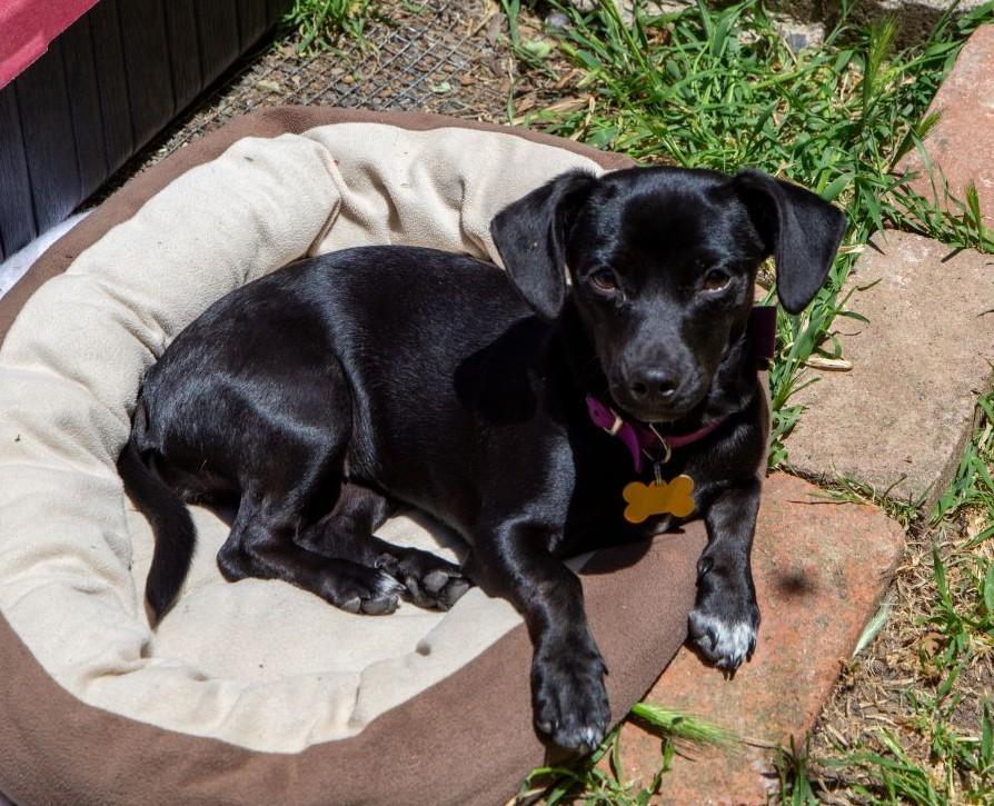 Cola, an adoptable Chihuahua in Santa Rosa, CA, 95404 | Photo Image 6