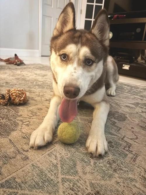 Paris, adopted, Young Female Siberian Husky.