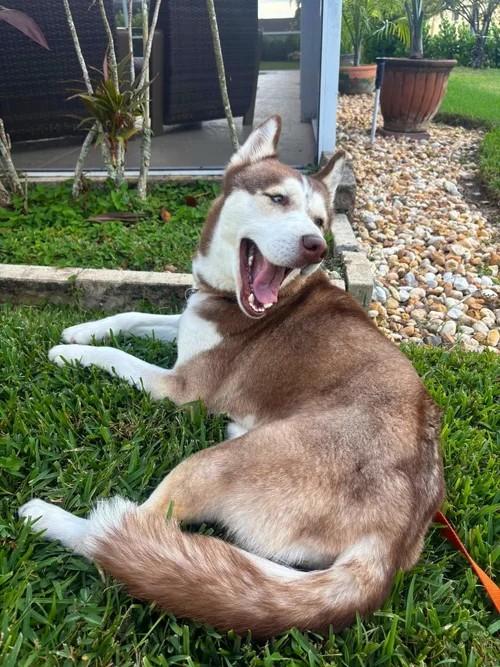 Enlarge Paris, an adopted Siberian Husky in Winter Springs, FL image 3/6