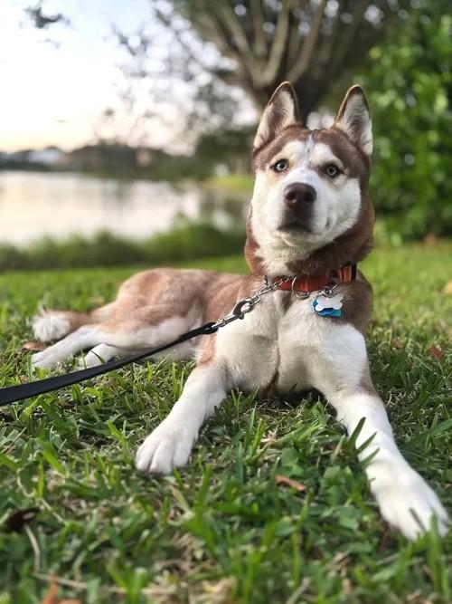 Enlarge Paris, an adopted Siberian Husky in Winter Springs, FL image 4/6