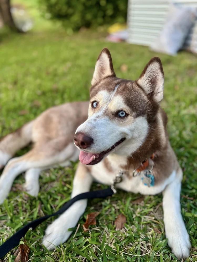Enlarge Paris, an adopted Siberian Husky in Winter Springs, FL image 5/6