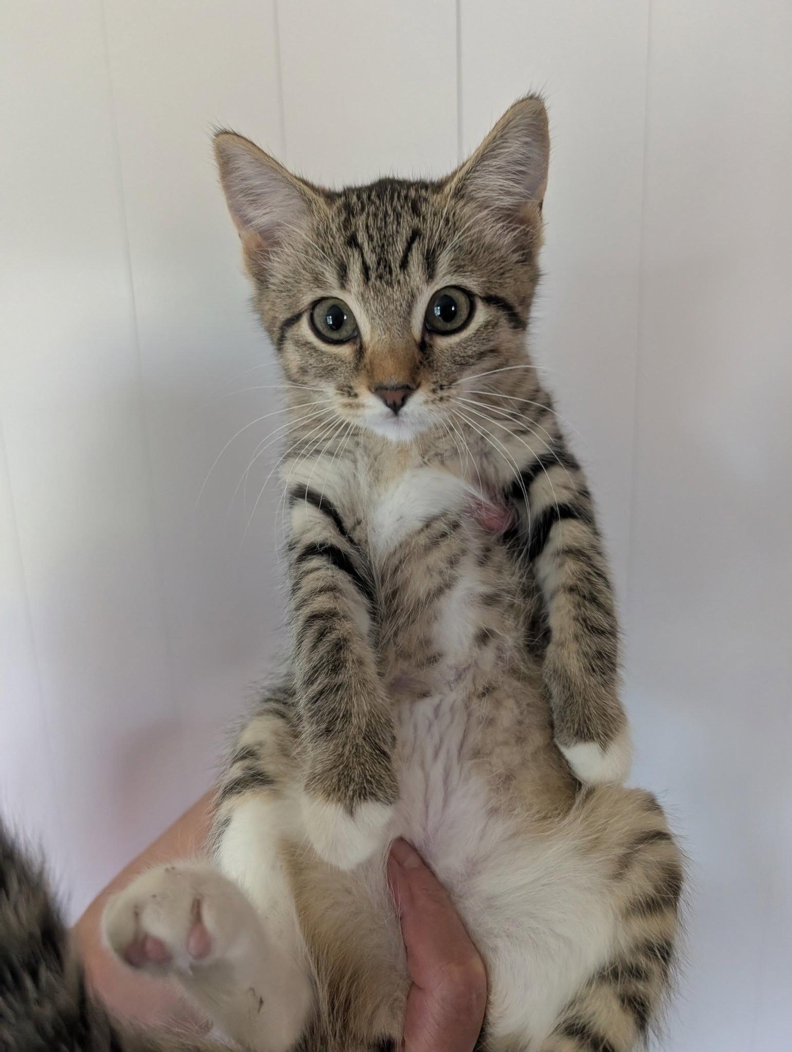 Enlarge Sapphire, a Adopted Domestic Short Hair in Harrisburg, PA image 1/1