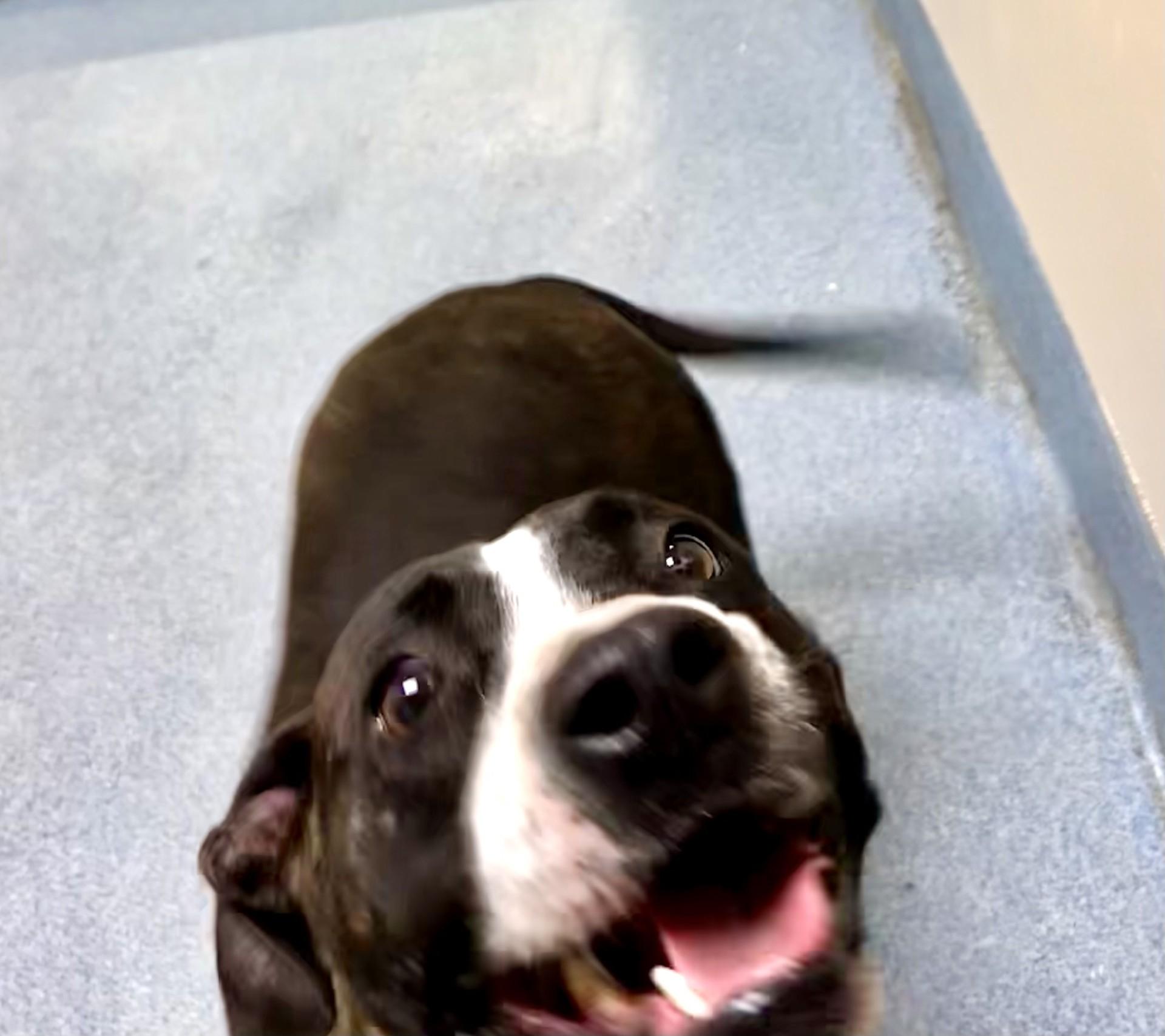 Enlarge Mocha, a ADOPTABLE Pit Bull Terrier in Suffolk, VA image 3/3