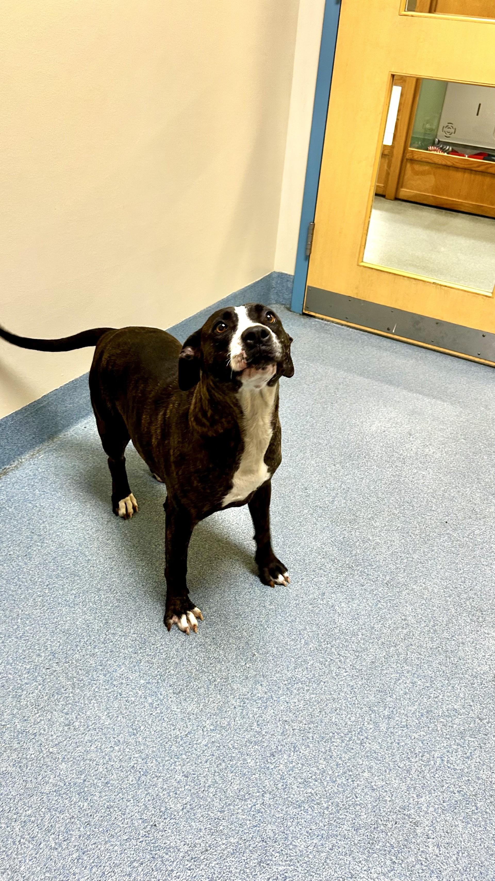 Enlarge Mocha, a ADOPTABLE Pit Bull Terrier in Suffolk, VA image 1/3