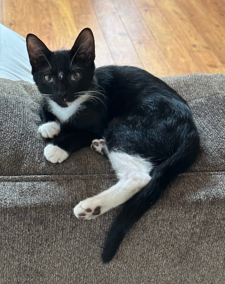 Enlarge Boppy, a Adopted Domestic Short Hair in Opp, AL image 1/9