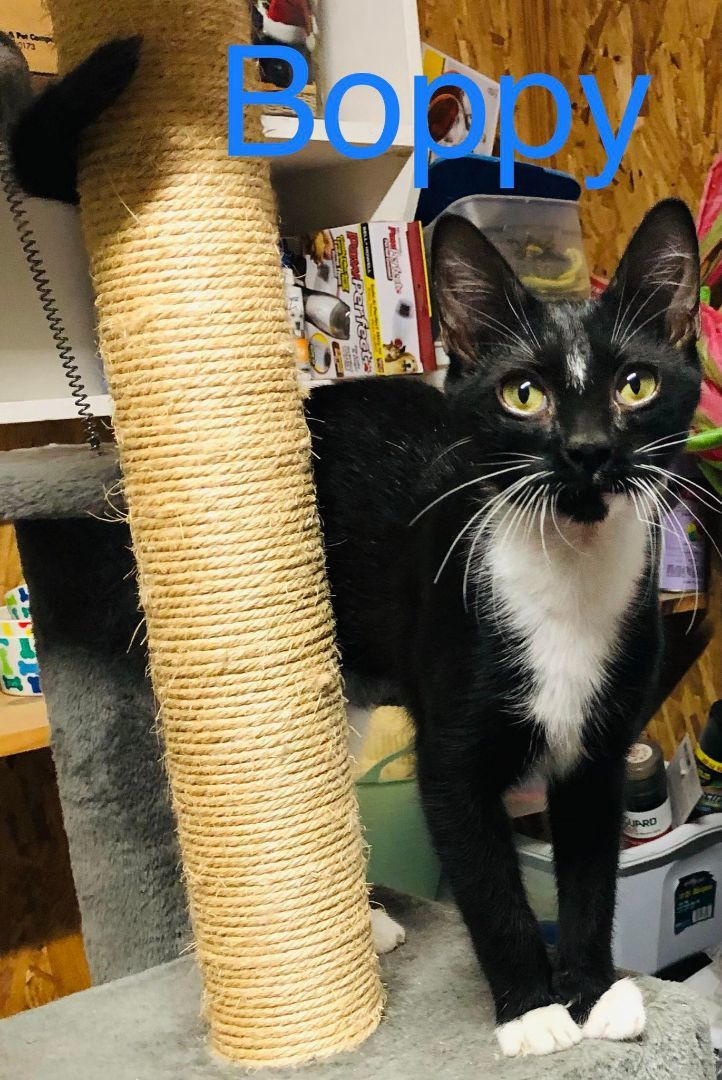 Enlarge Boppy, a Adopted Domestic Short Hair in Opp, AL image 2/9