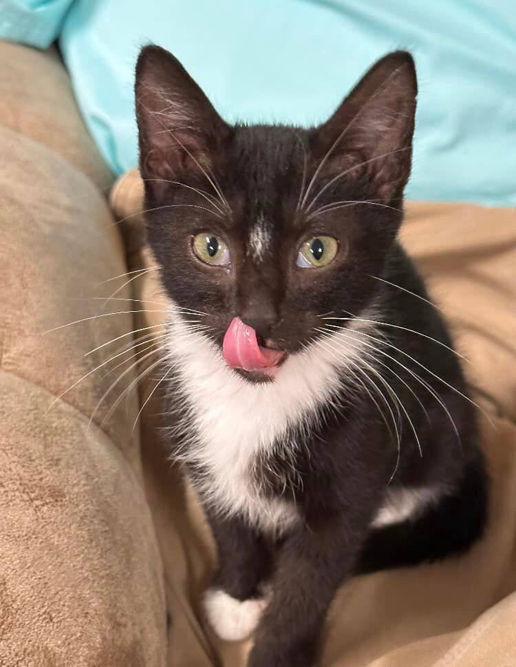 Enlarge Boppy, a Adopted Domestic Short Hair in Opp, AL image 3/9