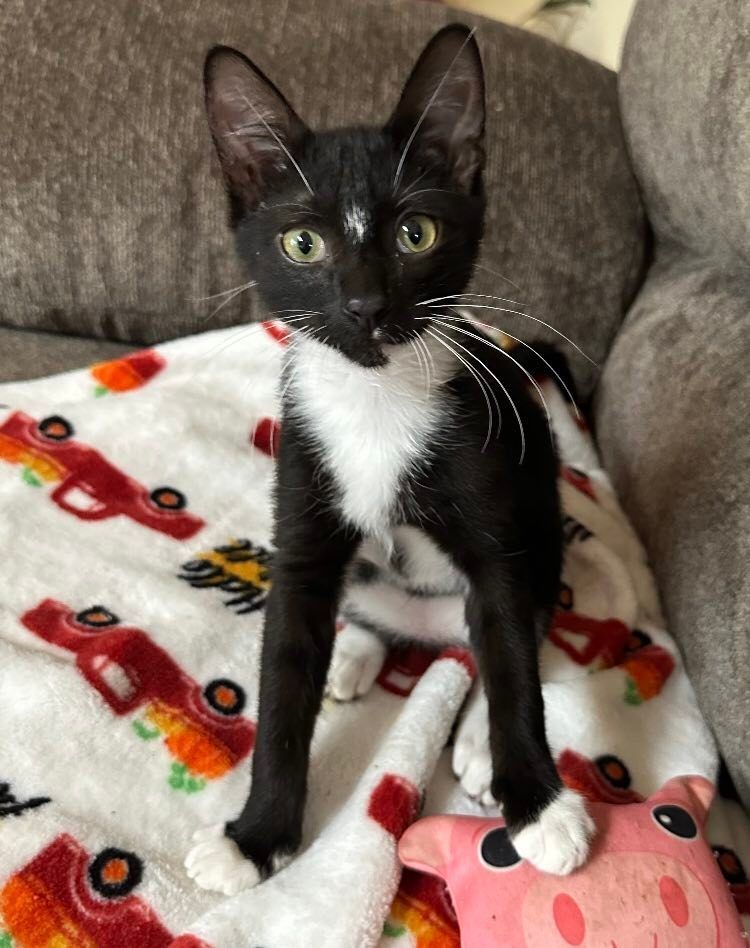 Enlarge Boppy, a Adopted Domestic Short Hair in Opp, AL image 4/9