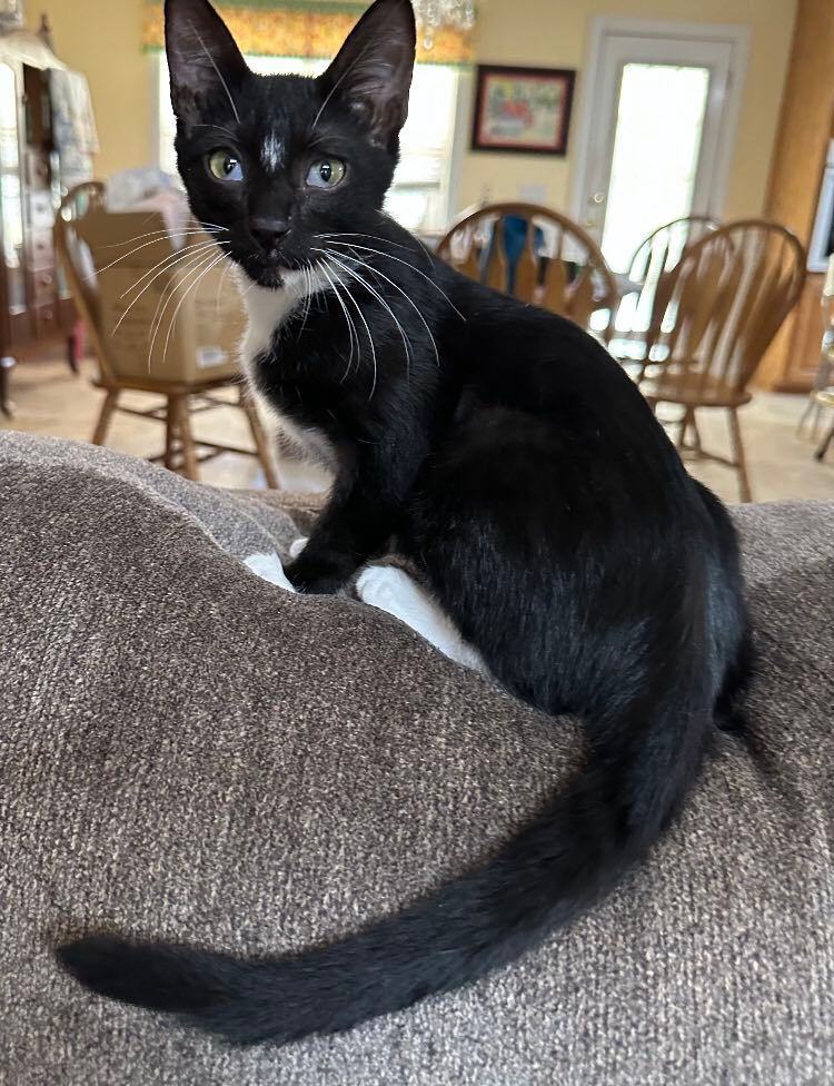 Enlarge Boppy, a Adopted Domestic Short Hair in Opp, AL image 6/9