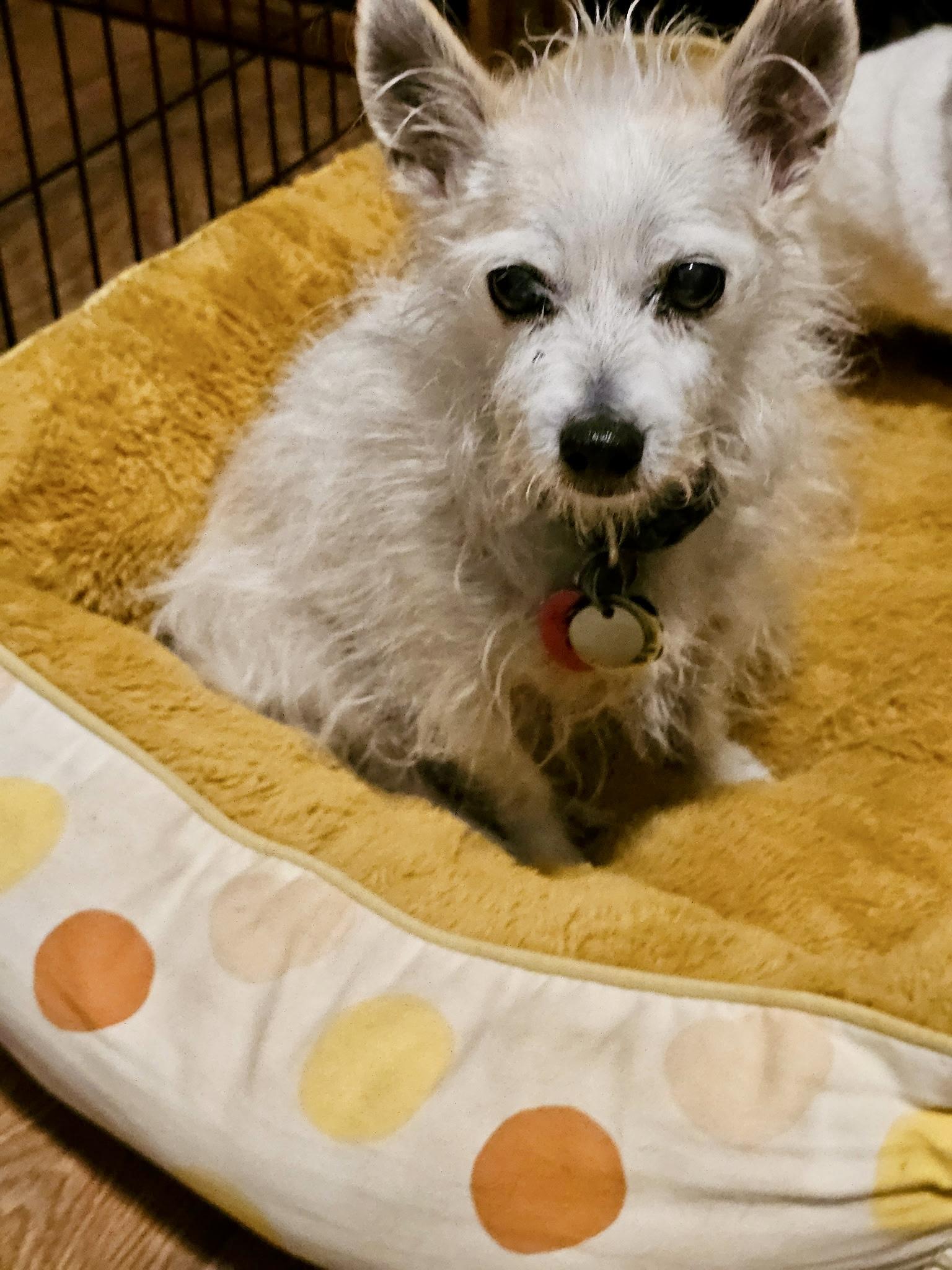 Enlarge Widget, a ADOPTABLE mixed breed in Edmond, OK image 2/2