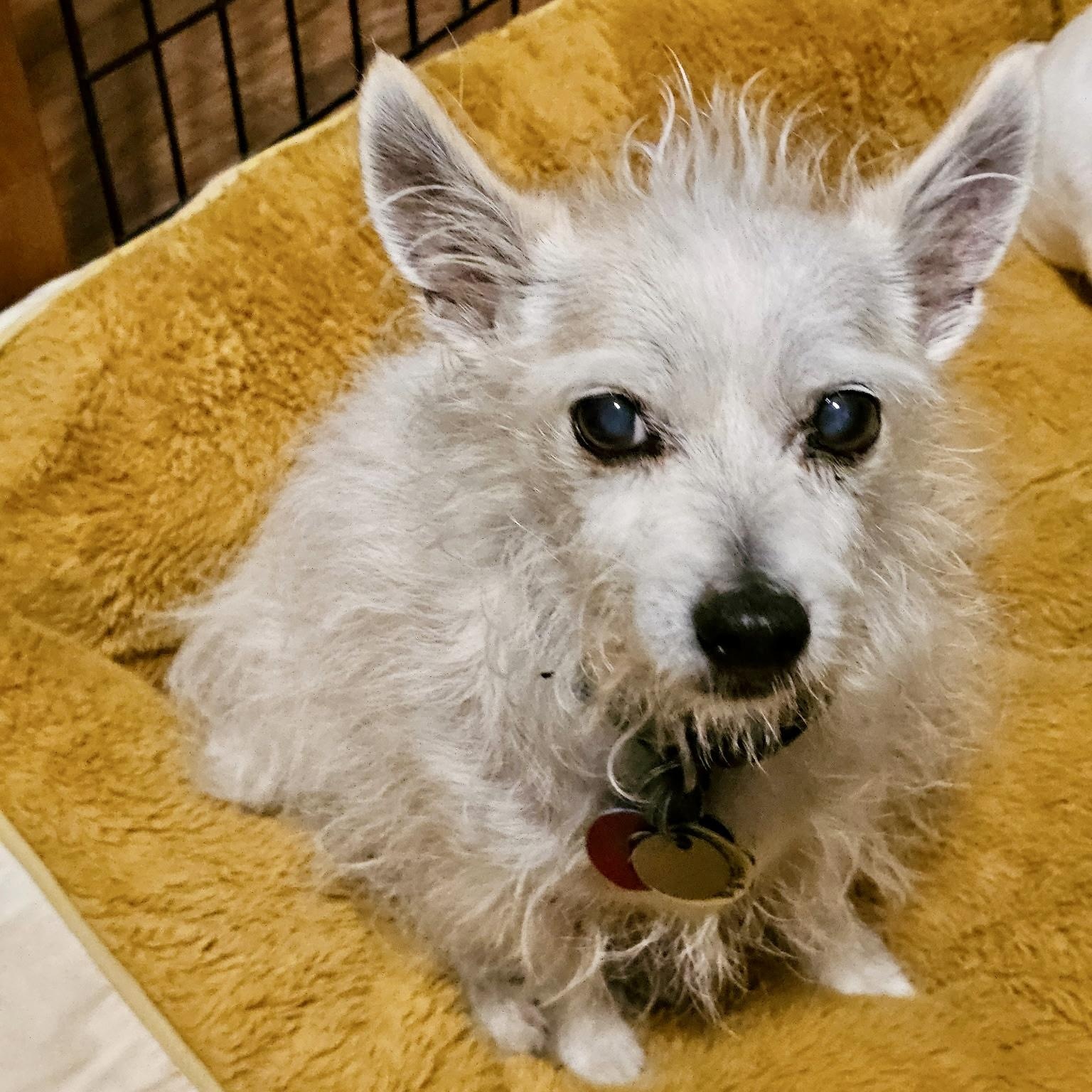 Widget, ADOPTABLE, Senior Male Chihuahua.