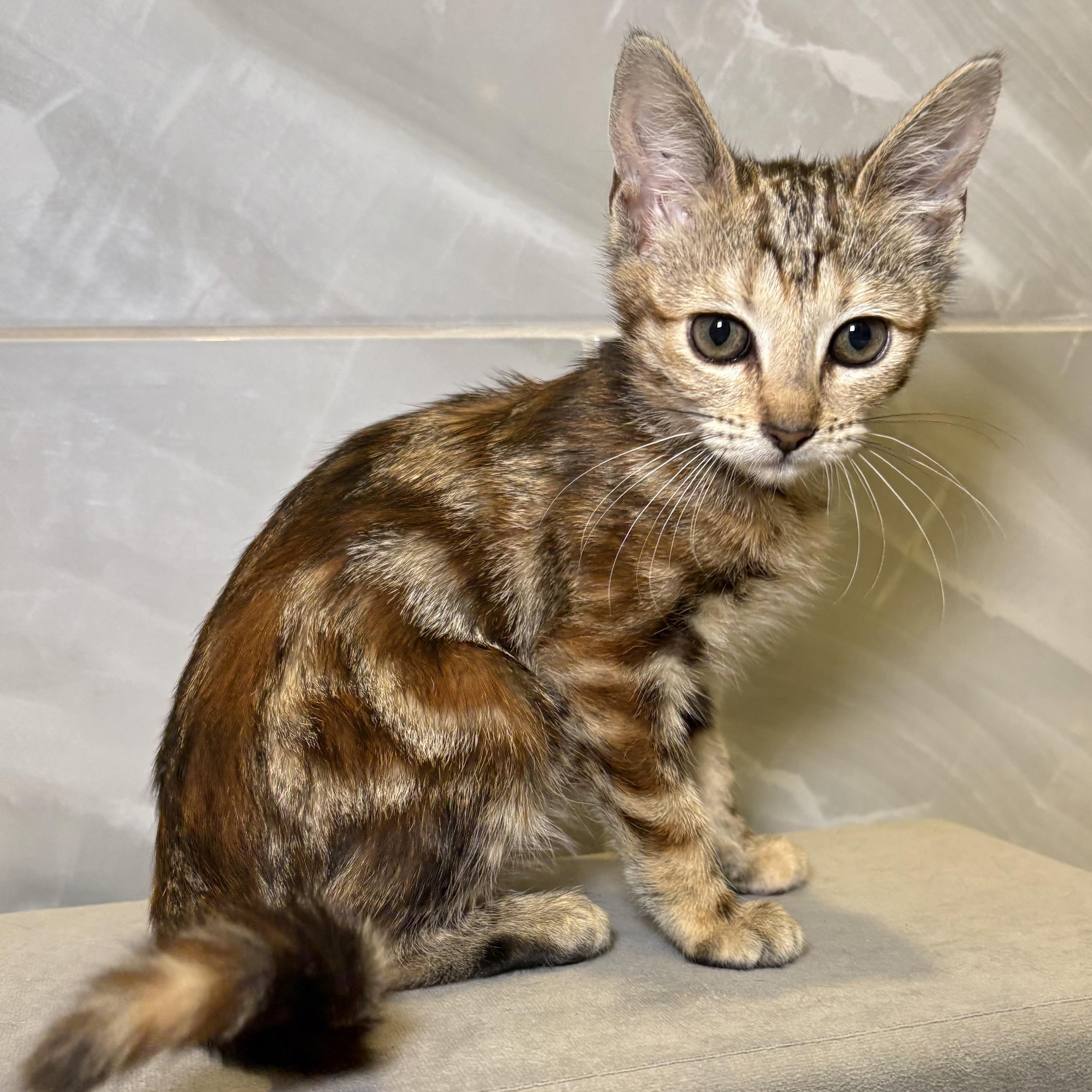 Millie & Ginsberg, an adopted mixed breed in Yorba Linda, CA image 4/6