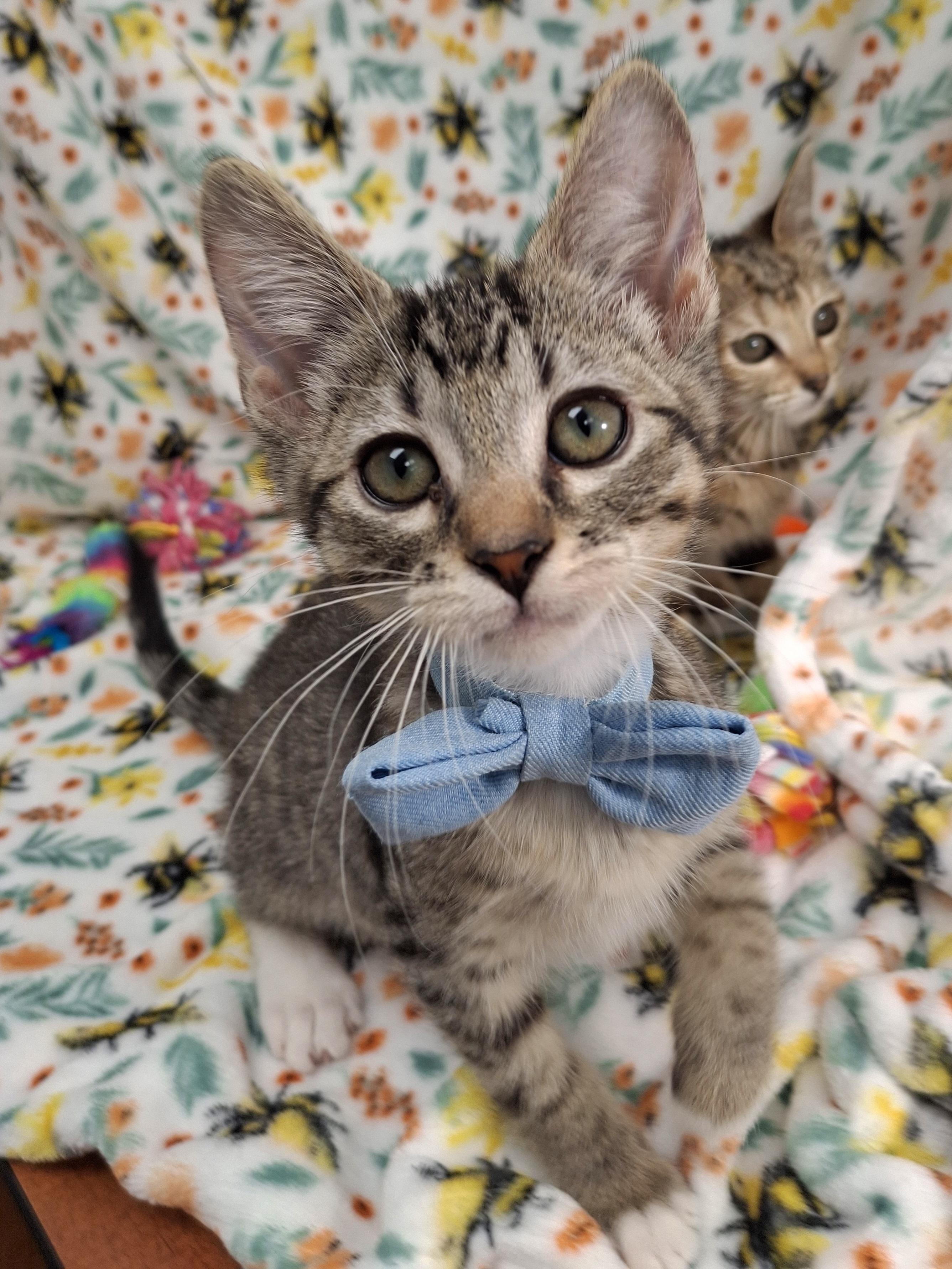 Millie & Ginsberg, an adopted mixed breed in Yorba Linda, CA image 6/6