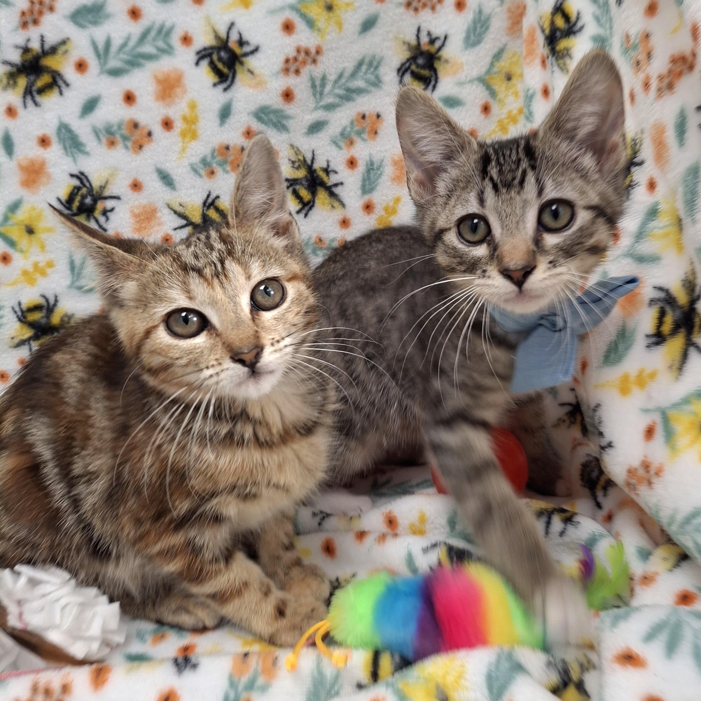 Millie & Ginsberg, an adopted mixed breed in Yorba Linda, CA image 1/6