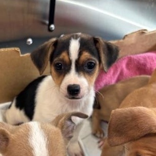 Diamond (The Deck Litter) — thumbnail 2