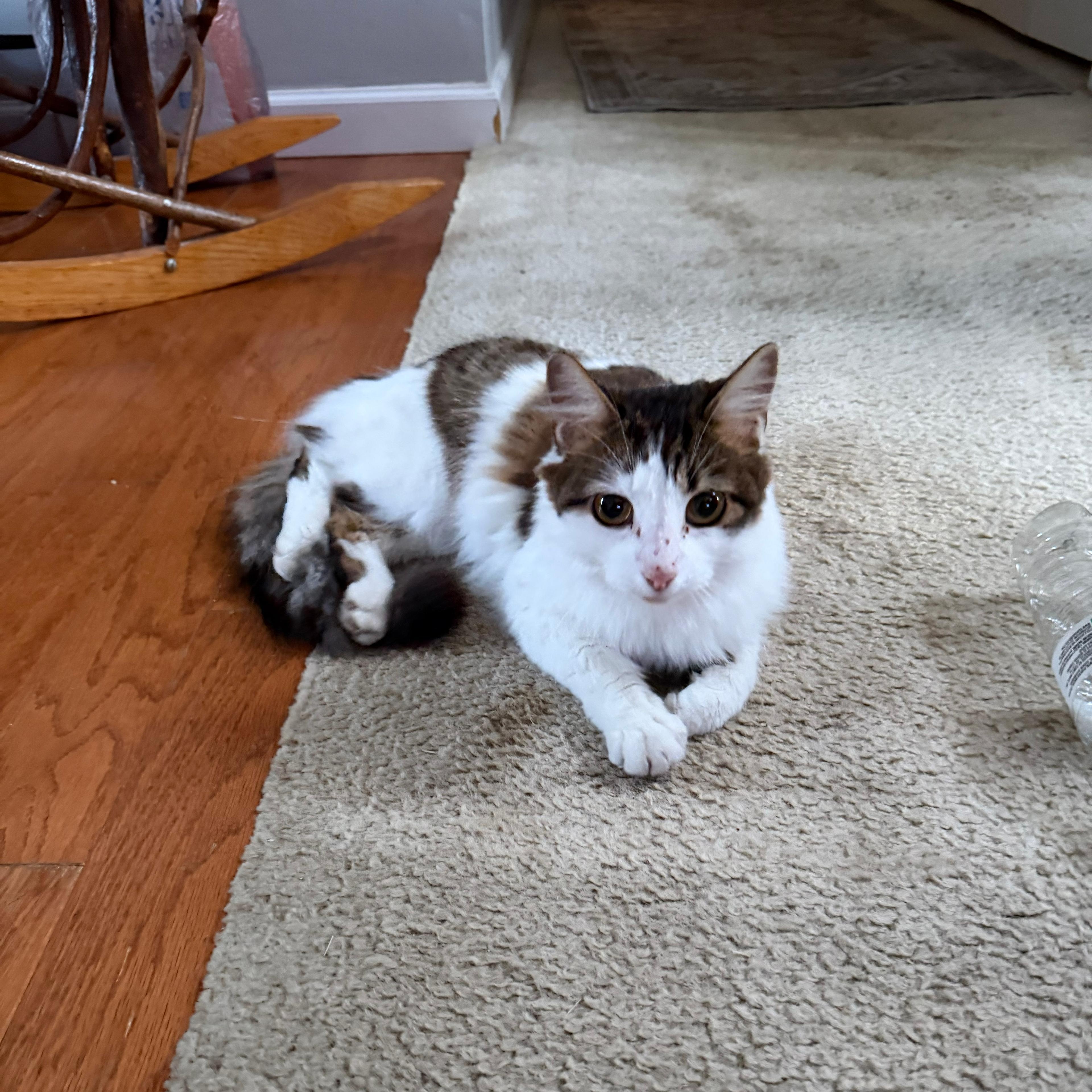 Enlarge Dorothy, a ADOPTABLE Domestic Long Hair in Greenback, TN image 2/3