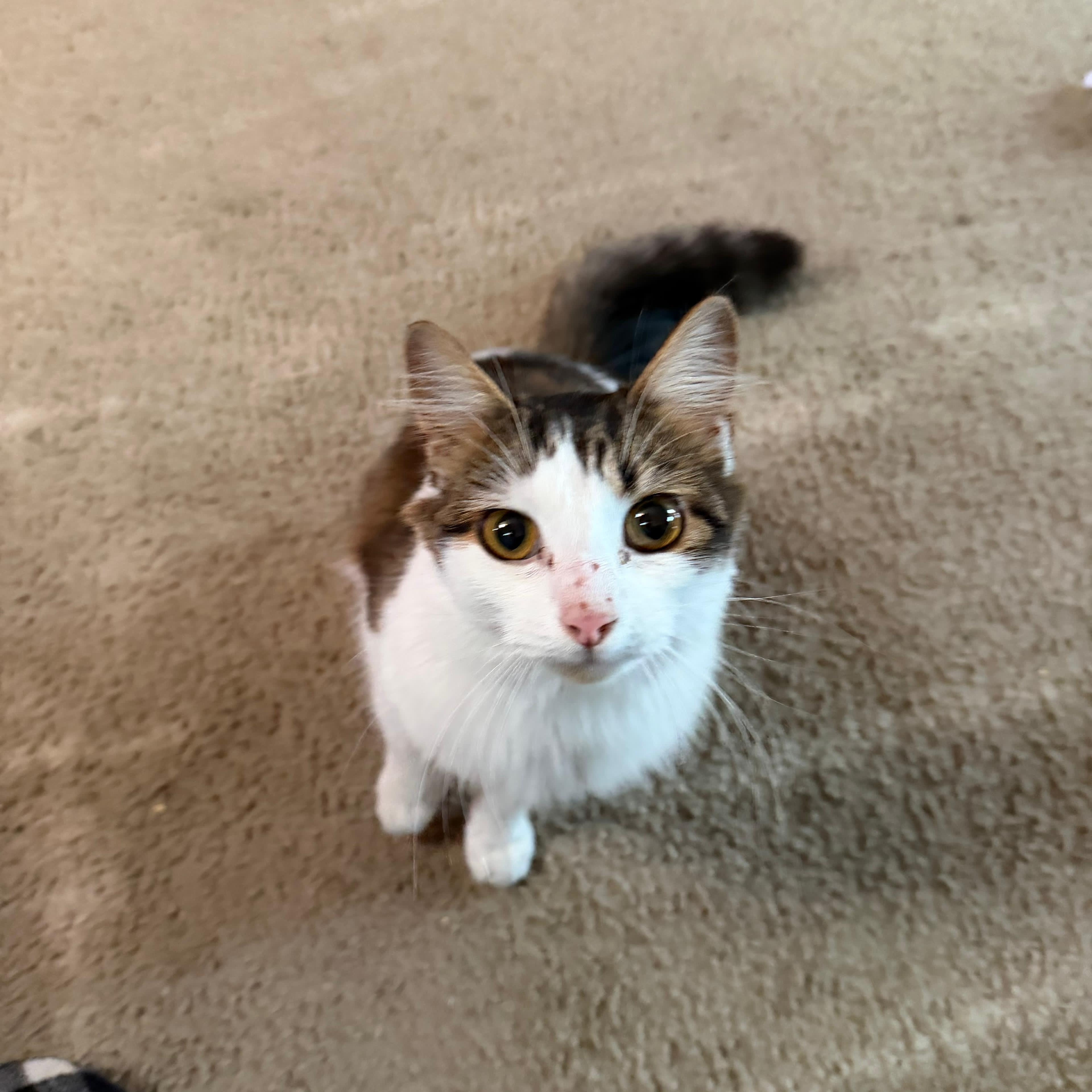 Dorothy, ADOPTABLE, Young Female Domestic Long Hair.