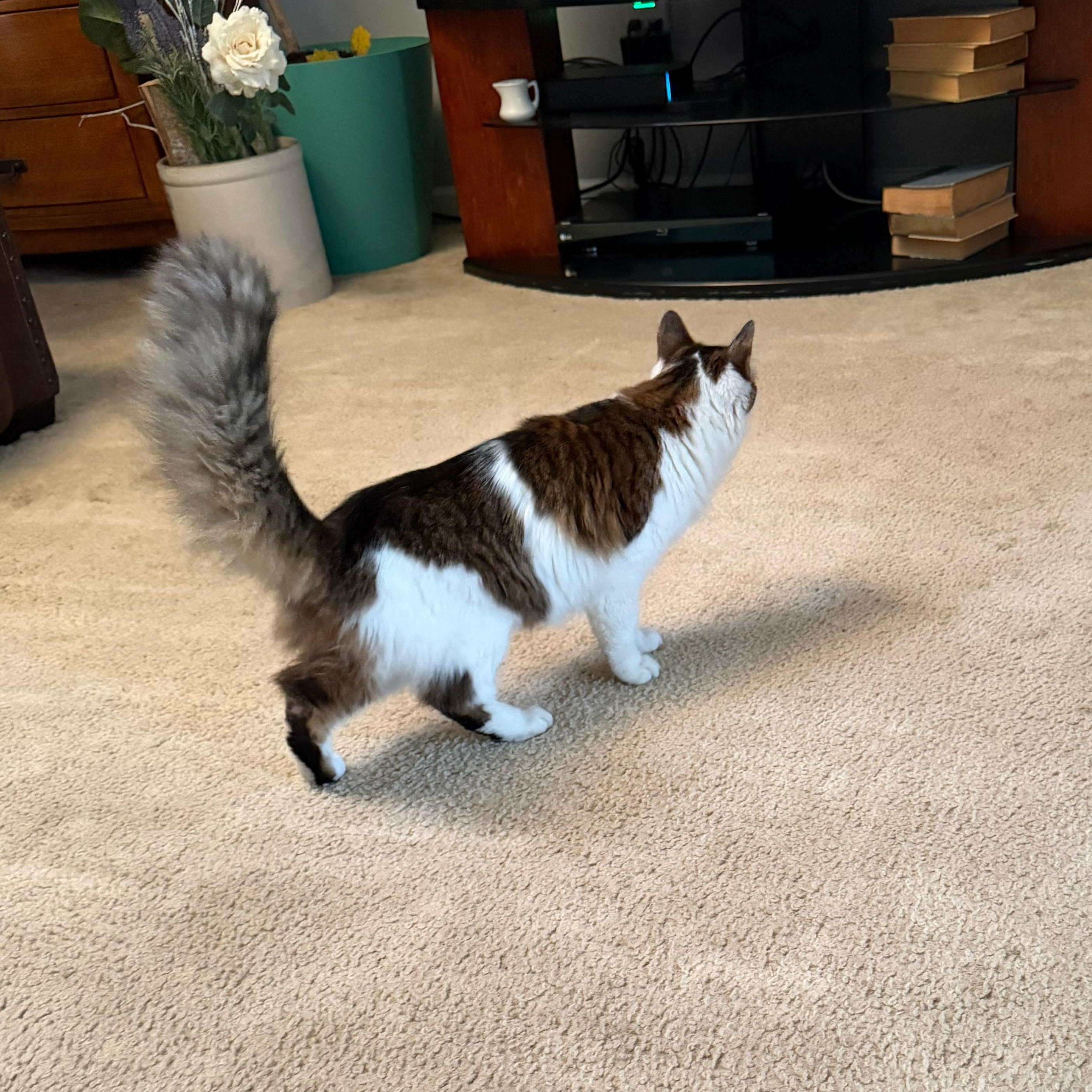 Enlarge Dorothy, a ADOPTABLE Domestic Long Hair in Greenback, TN image 3/3