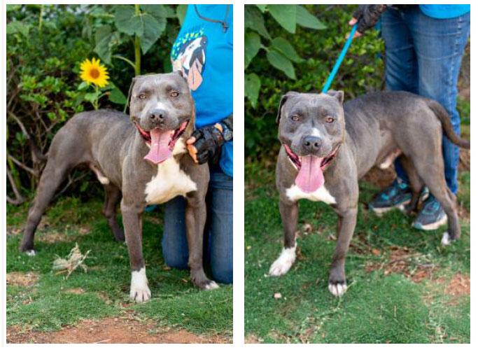 Enlarge Peanut, a ADOPTABLE mixed breed in Monroe, GA image 2/2