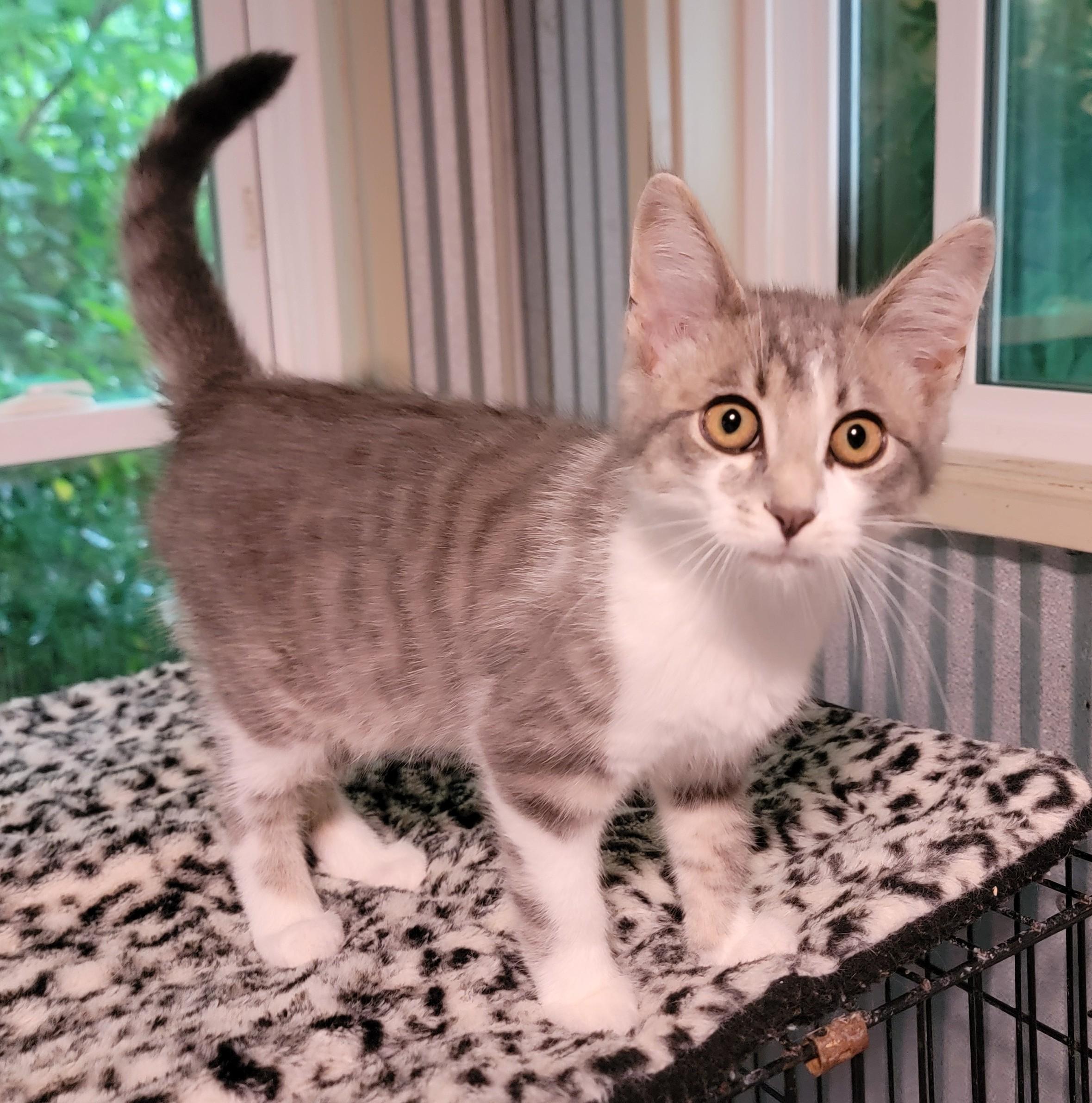 Clover, adopted, Kitten Male Domestic Short Hair.