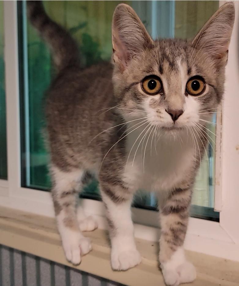 Clover, an adopted Domestic Short Hair in Mount Sterling, KY image 3/5