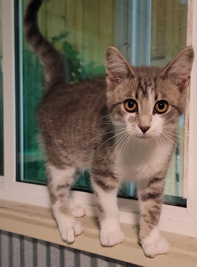 Clover, an adopted Domestic Short Hair in Mount Sterling, KY image 2/5