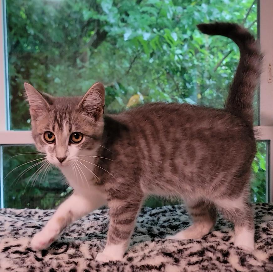 Clover, an adopted Domestic Short Hair in Mount Sterling, KY image 5/5