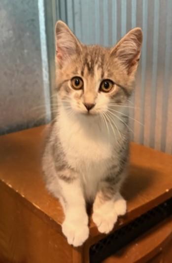 Clover, an adopted Domestic Short Hair in Mount Sterling, KY image 4/5