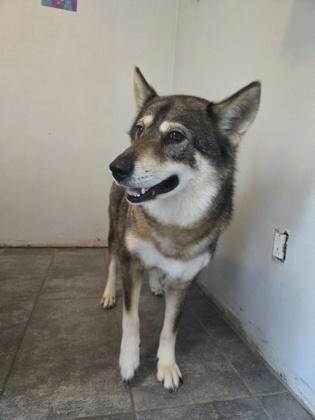 Enlarge Amber, a Adoptable mixed breed in Fort Worth, TX image 2/5