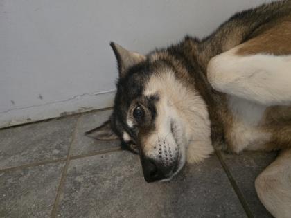 Amber, Adoptable, Adult Female Husky & Mixed Breed.