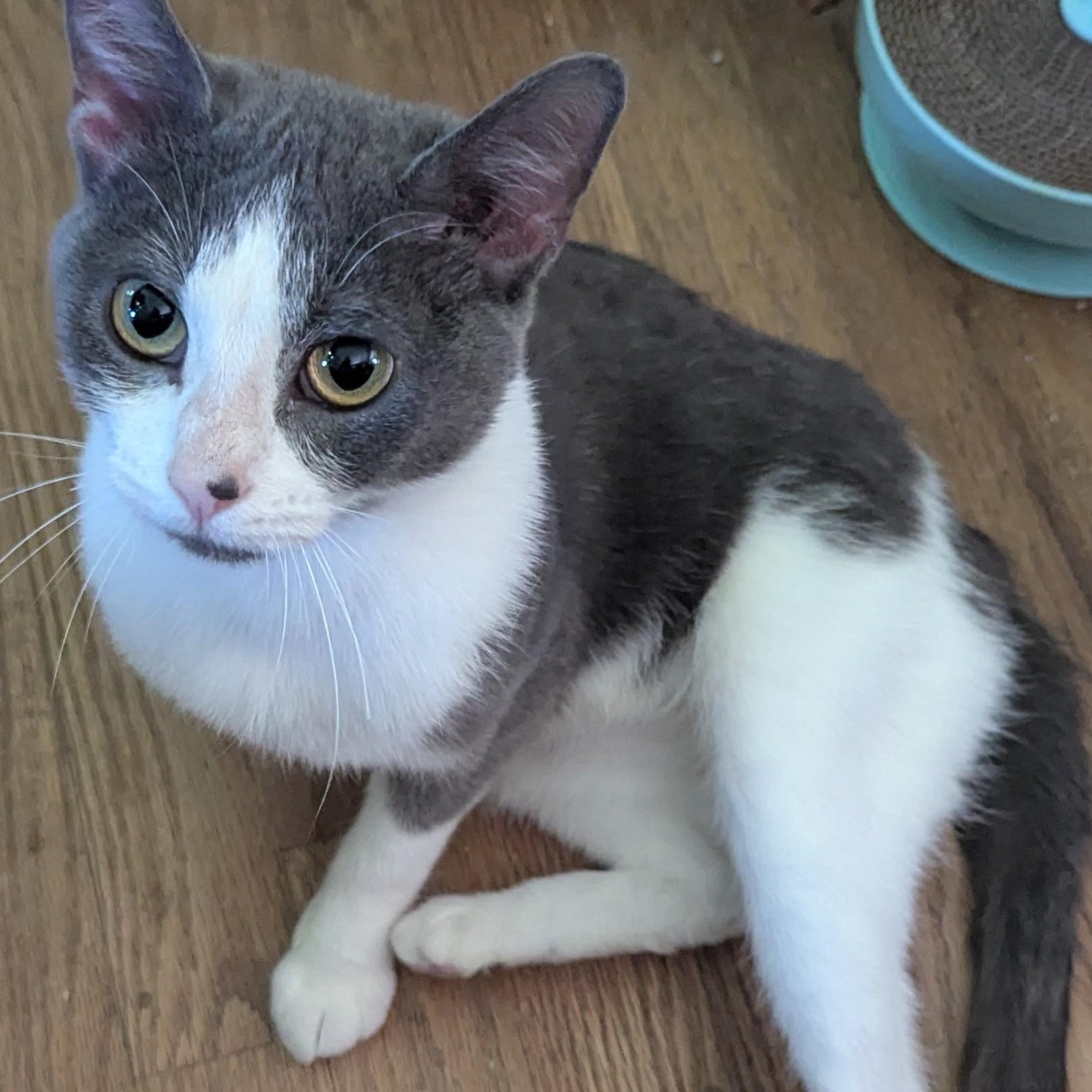 Gracie, a Adoptable Domestic Short Hair in Johnsburg, IL image 5/5