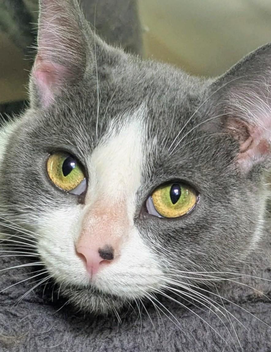 Gracie, a Adoptable Domestic Short Hair in Johnsburg, IL image 2/5