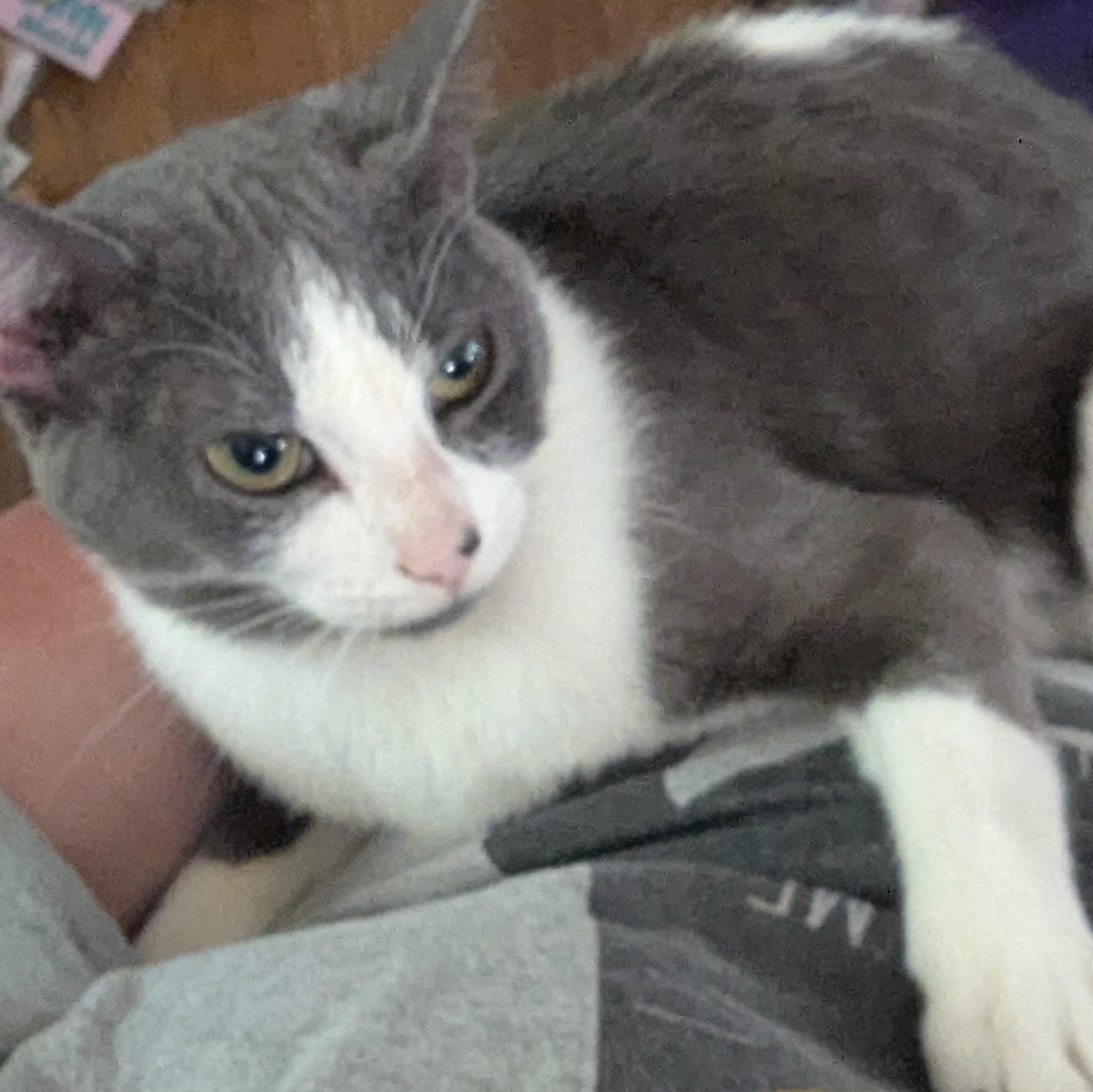 Gracie, a Adoptable Domestic Short Hair in Johnsburg, IL image 4/5