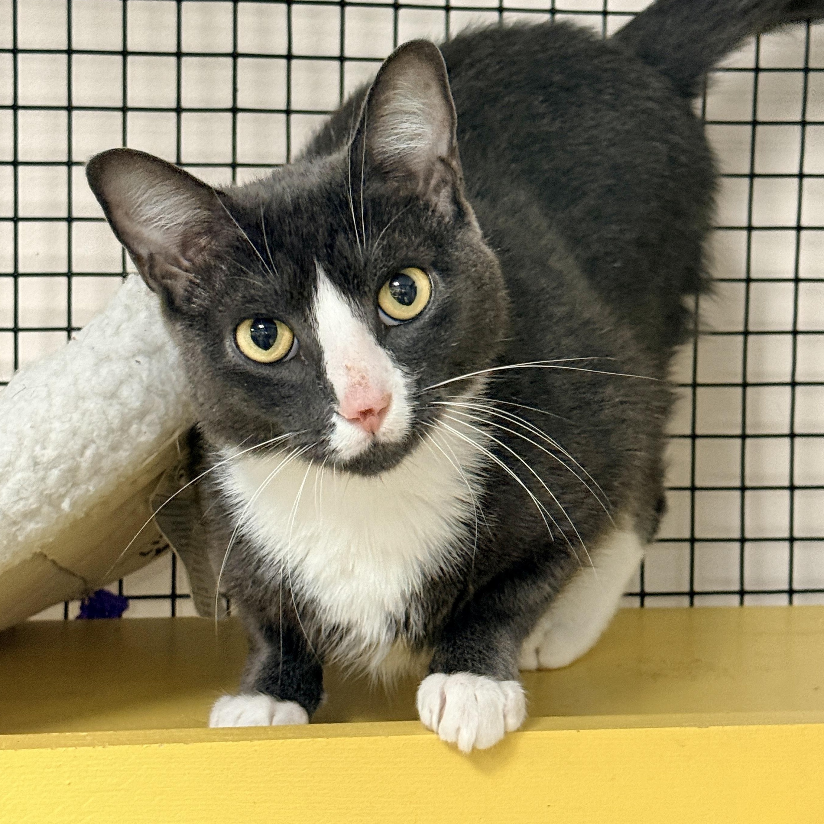 Enlarge Sneakers, a Adoptable Domestic Short Hair in Collierville, TN image 3/4
