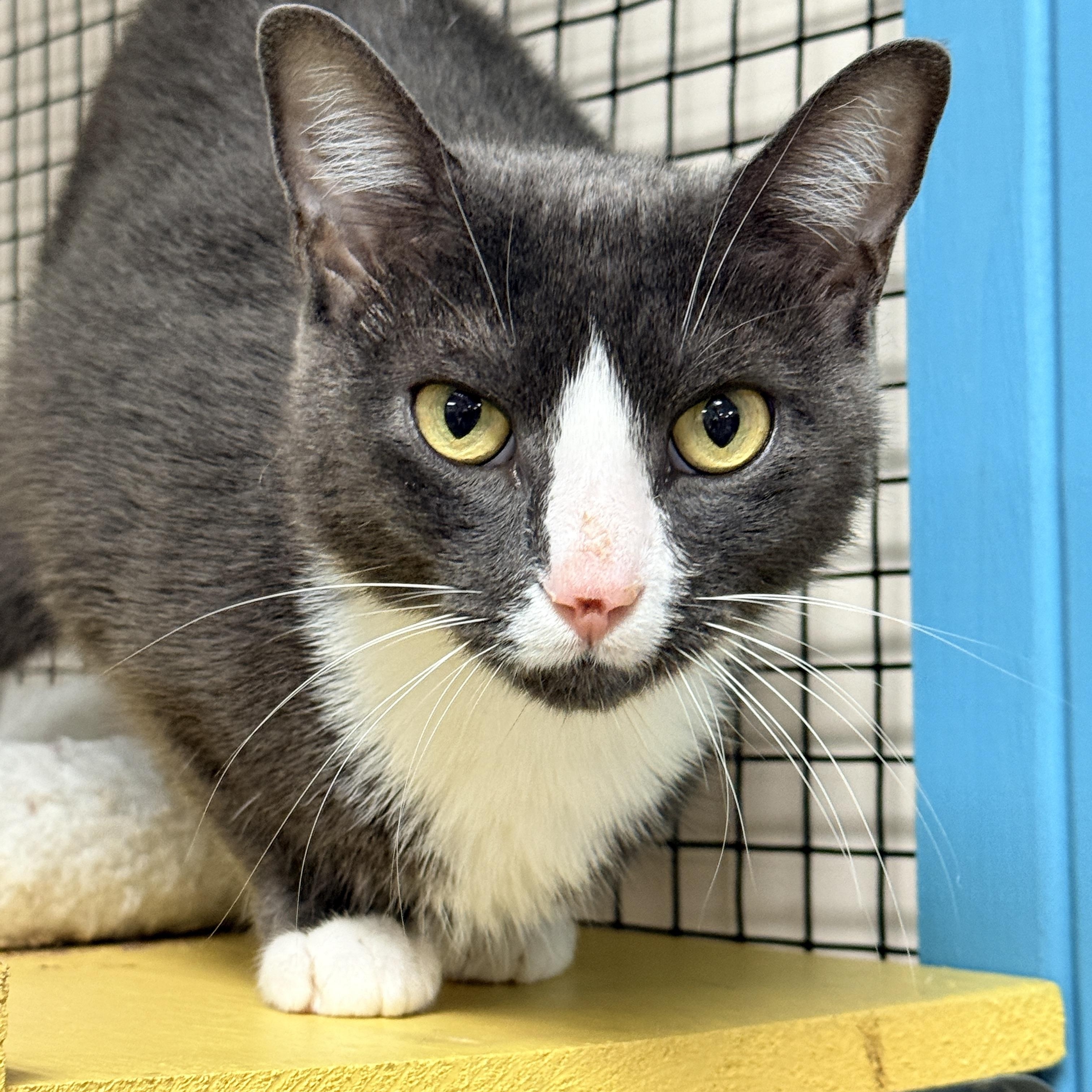 Enlarge Sneakers, a Adoptable Domestic Short Hair in Collierville, TN image 4/4