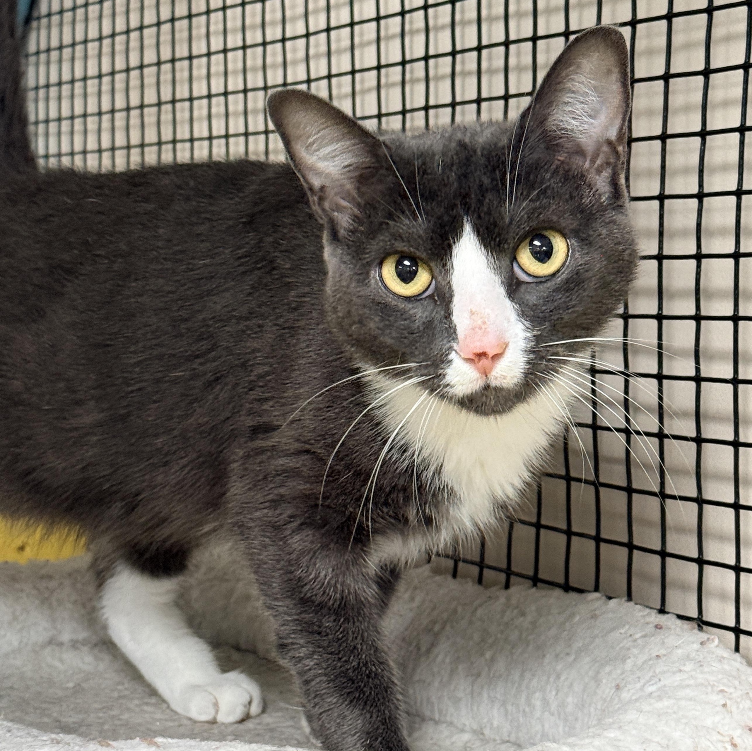 Enlarge Sneakers, a Adoptable Domestic Short Hair in Collierville, TN image 2/4