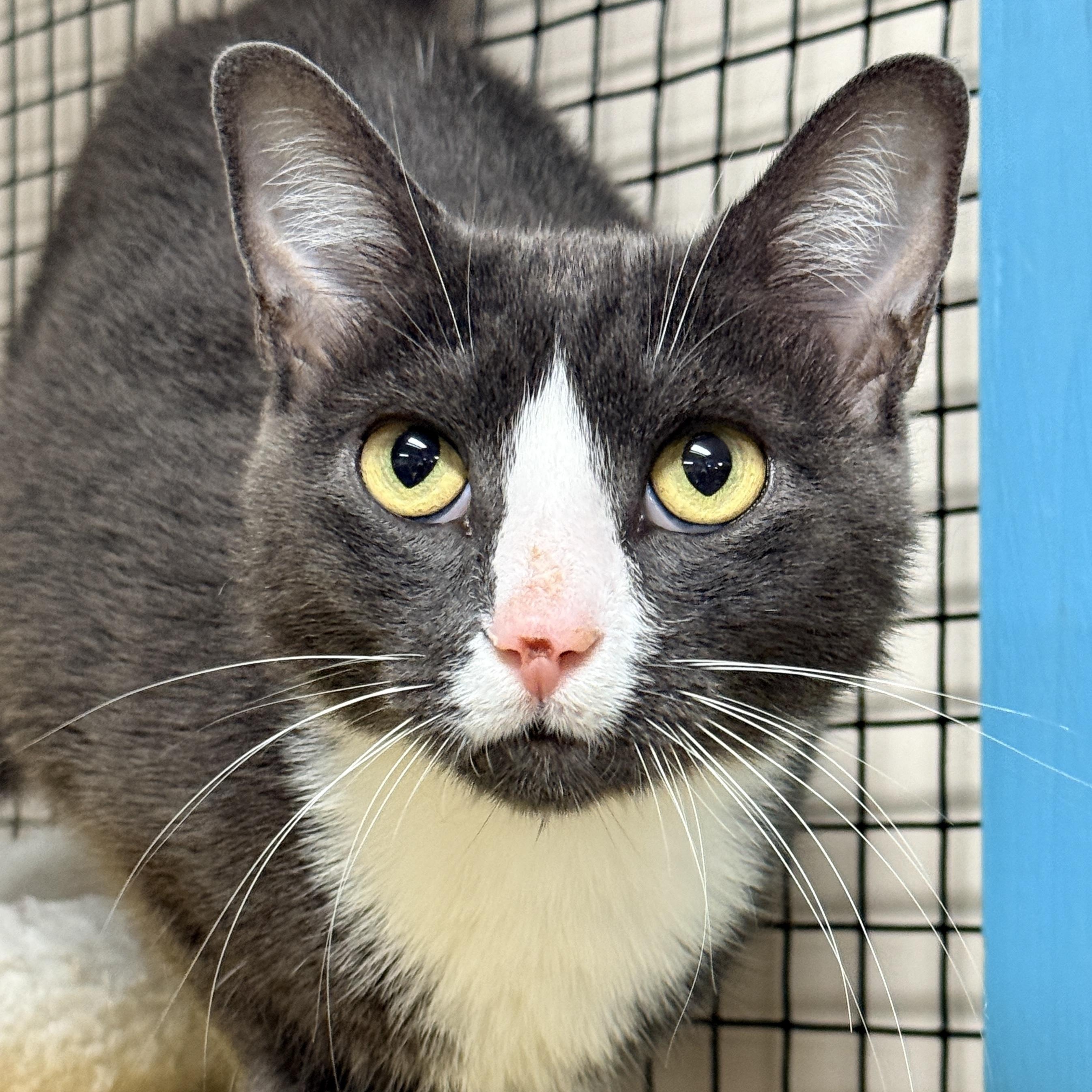 Enlarge Sneakers, a Adoptable Domestic Short Hair in Collierville, TN image 1/4