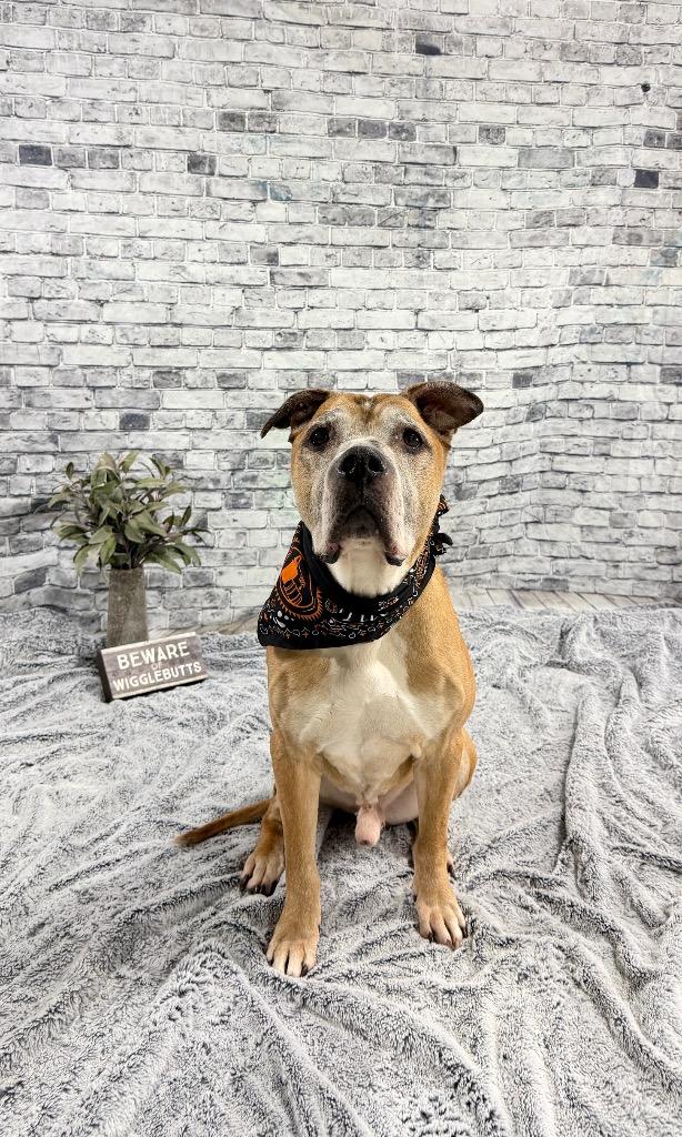 Bishop (foster), Adoptable, Senior Male Boxer & Mixed Breed.