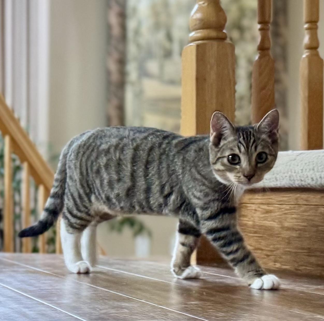 Enlarge Tulip (social / love bug / curious), an adoption pending mixed breed in San Jose, CA image 1/3