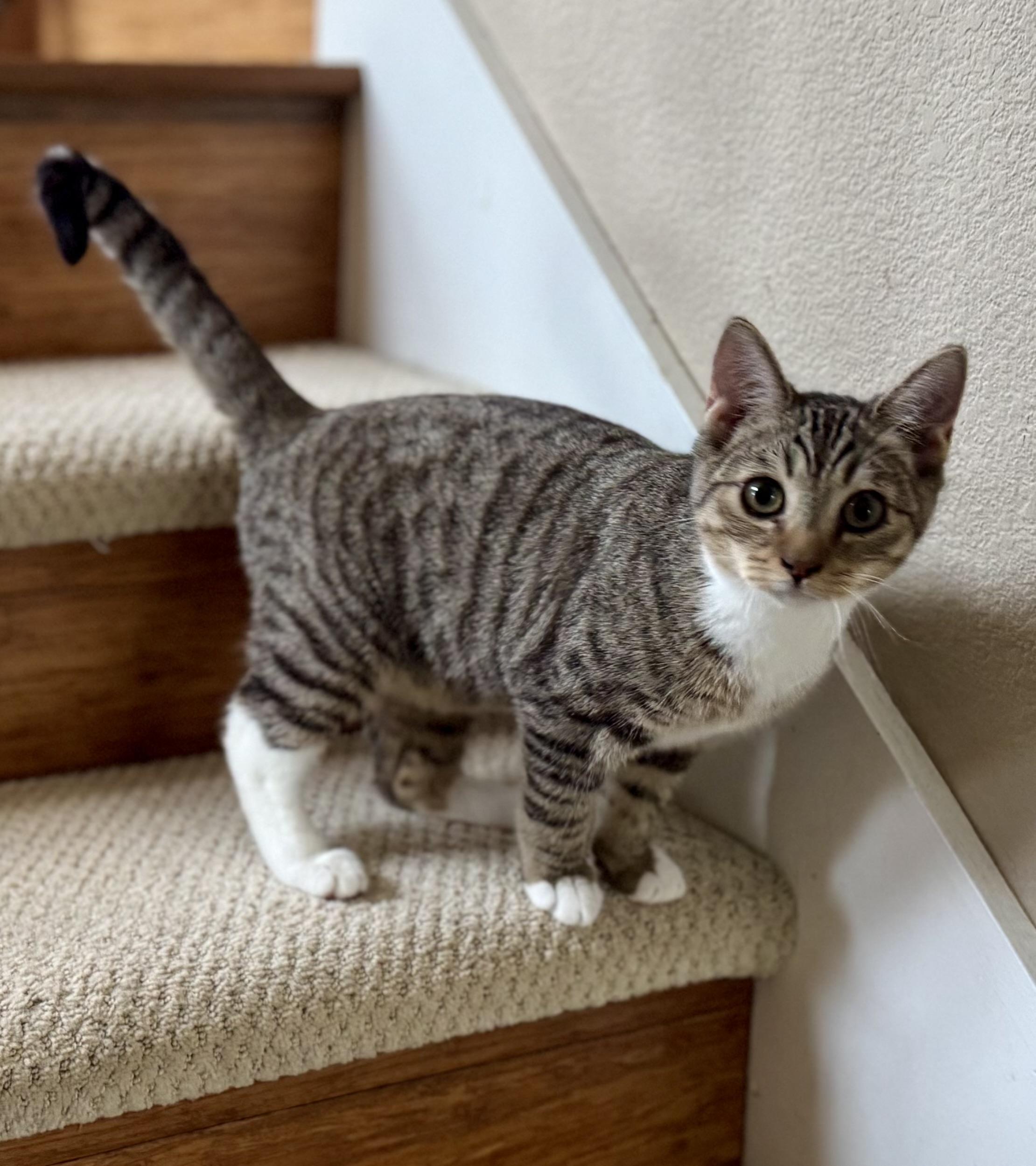 Enlarge Tulip (social / love bug / curious), an adoption pending mixed breed in San Jose, CA image 3/3