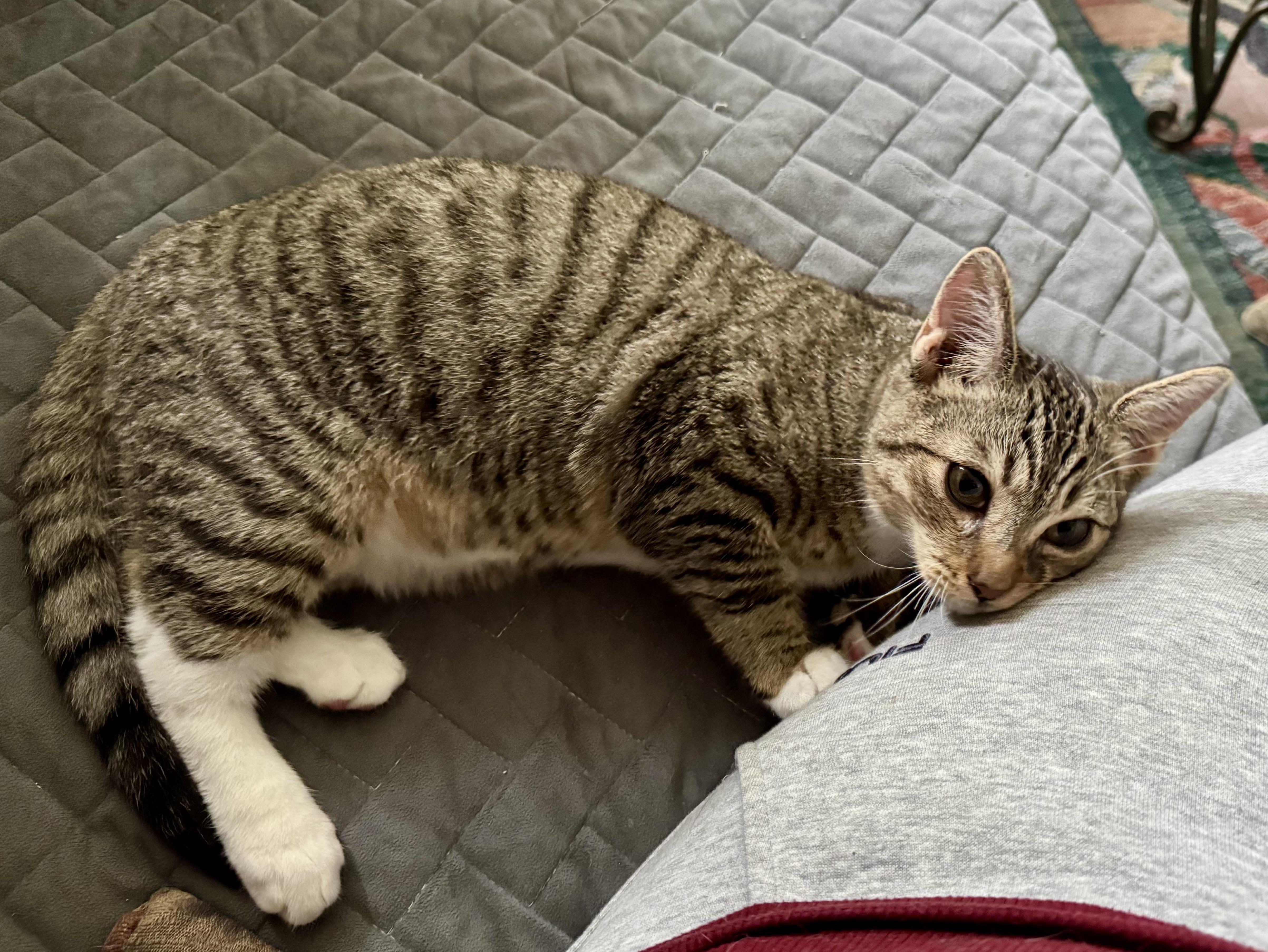 Enlarge Tulip (social / love bug / curious), an adoption pending mixed breed in San Jose, CA image 2/3