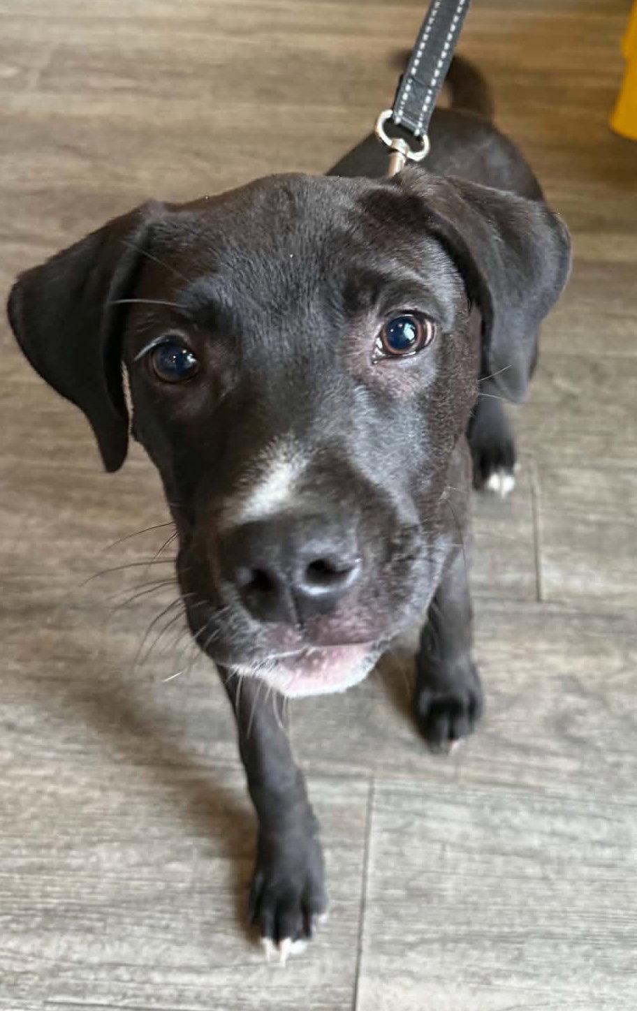 Wonder Boy, Adoptable, Puppy Male Dutch Shepherd & American Staffordshire Terrier.