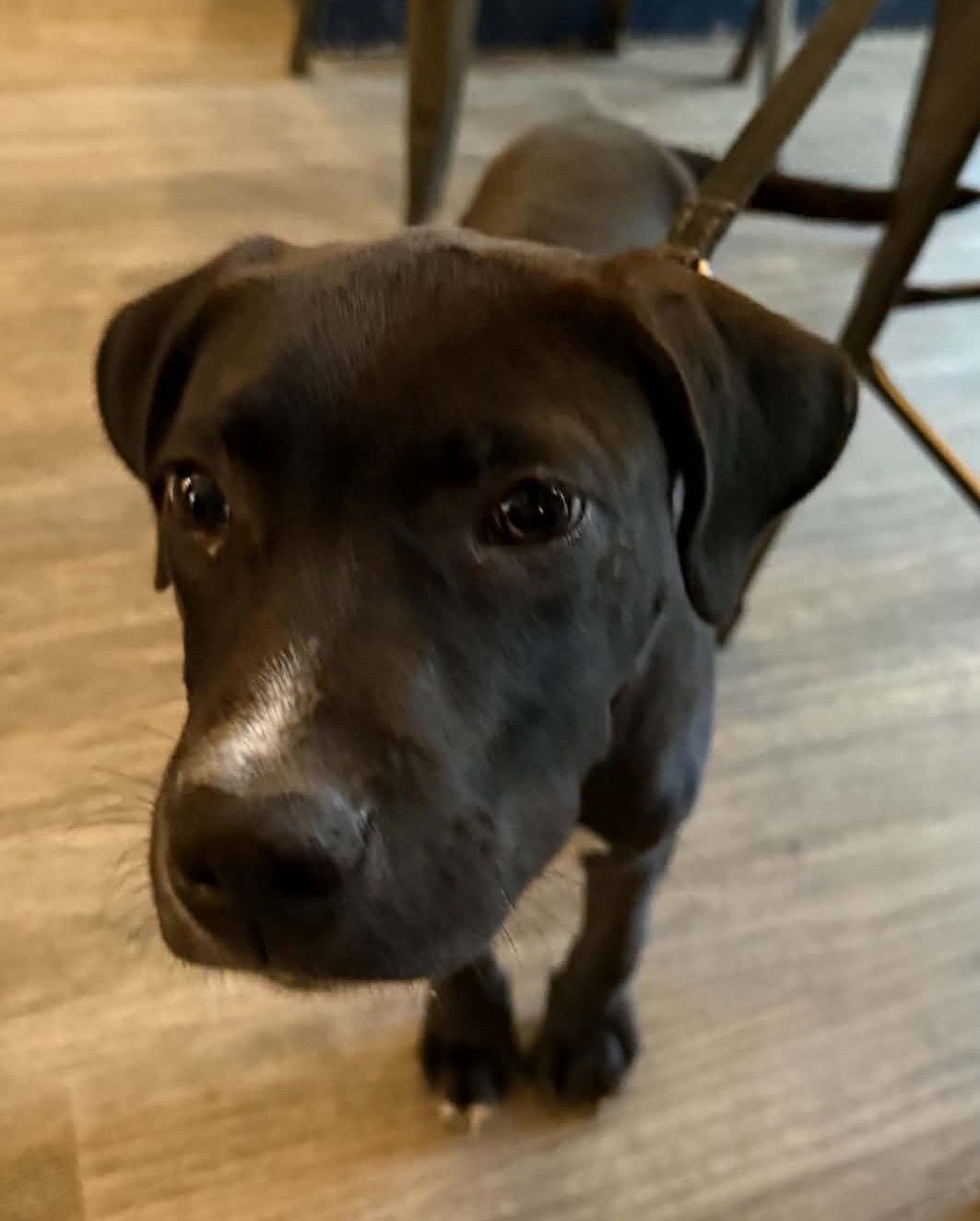 Wonder Boy, a Adoptable mixed breed in Tonawanda, NY image 2/3
